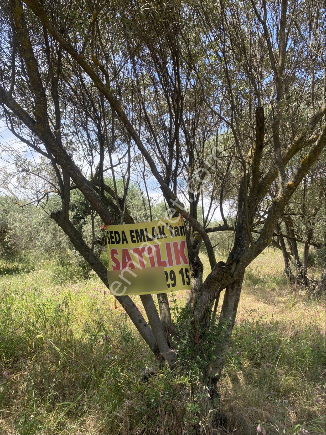 Utku Gayrimenkul’den Satılık Zeytinlik
