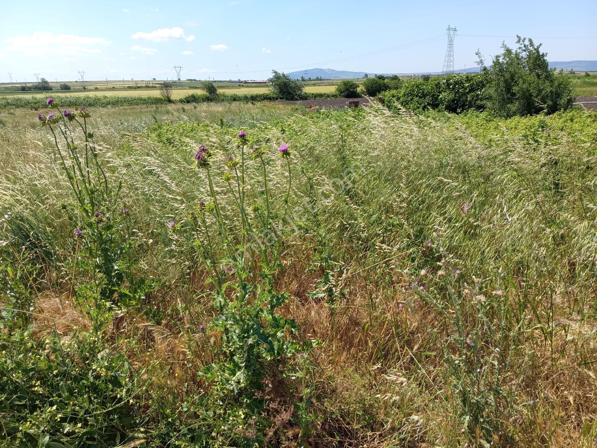 Karacabey Seyran Mahallesi Satılık 4.426 Mt2 Tarla Kadastro Yolu Na Cepheli Otoyola Cepheli - Görsel 3