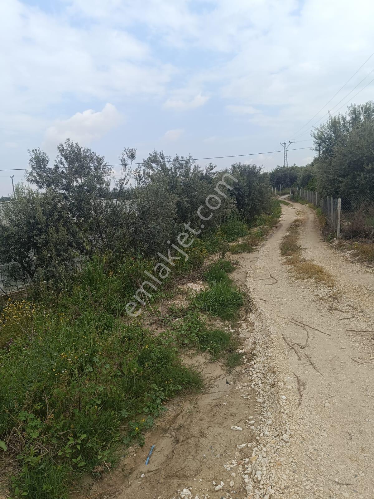 Fa Emlaktan Tarsus İbrişimde Satılık Yatırımlık Ve Verimli Bahçe - Görsel 24