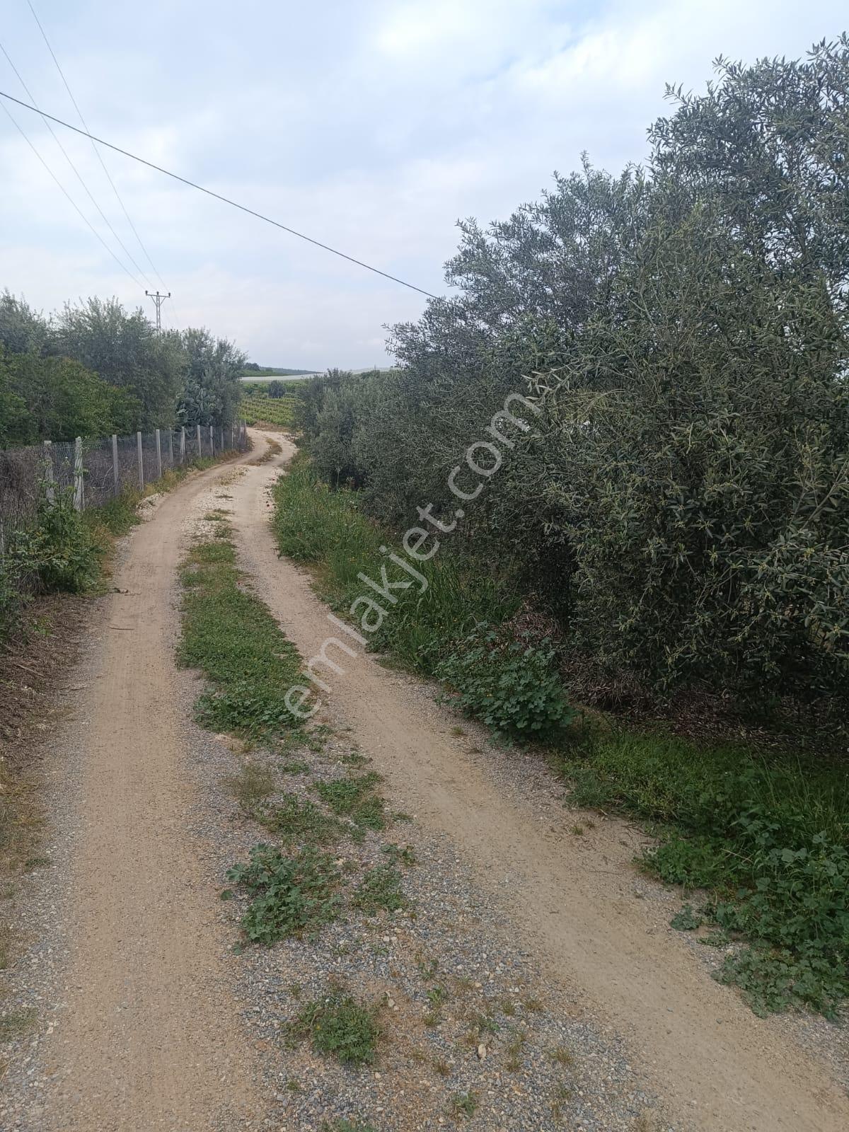 Fa Emlaktan Tarsus İbrişimde Satılık Yatırımlık Ve Verimli Bahçe - Görsel 23