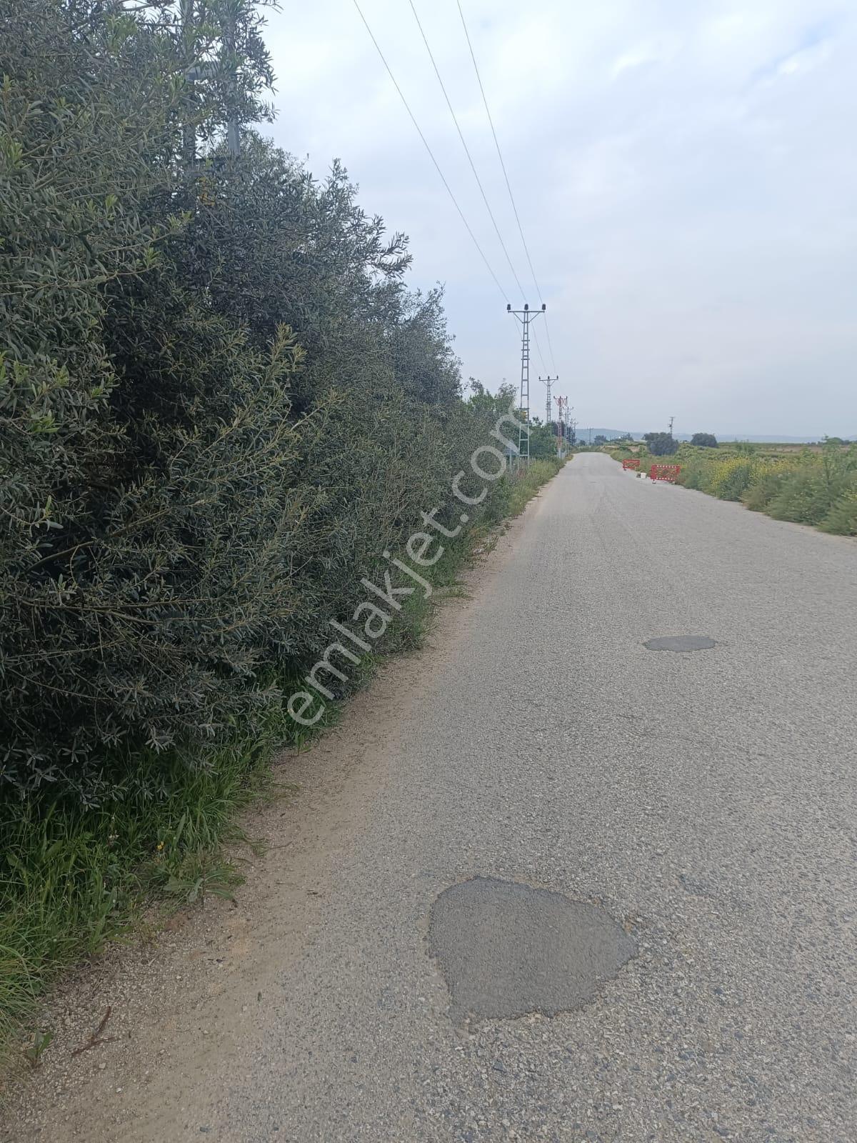Fa Emlaktan Tarsus İbrişimde Satılık Yatırımlık Ve Verimli Bahçe - Görsel 15