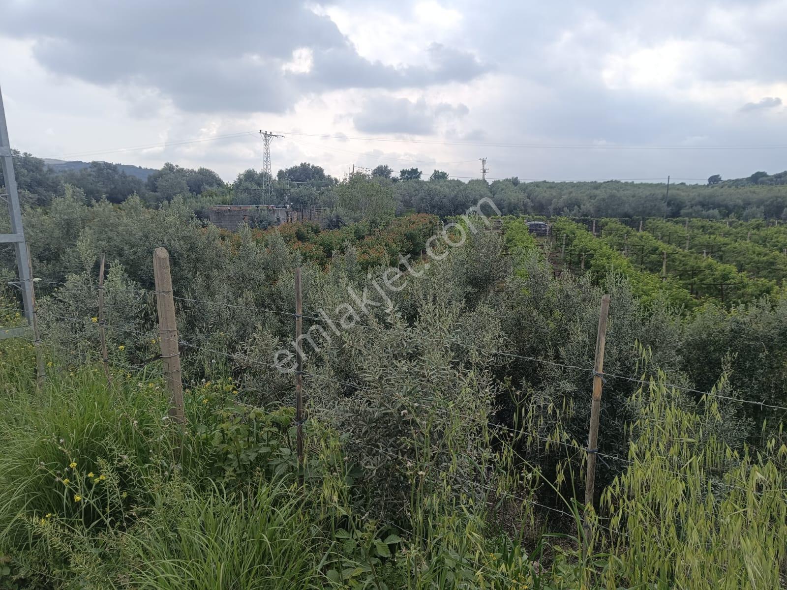 Fa Emlaktan Tarsus İbrişimde Satılık Yatırımlık Ve Verimli Bahçe - Görsel 13