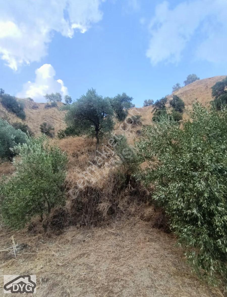 Acil Fiyat Düştü Bu Haftaya Özel Satılık Zeytin Bahçesi - Görsel 27