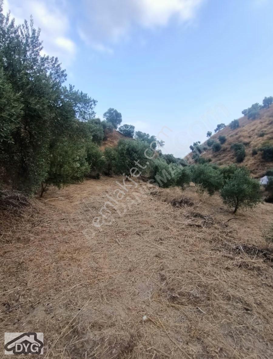 Acil Fiyat Düştü Bu Haftaya Özel Satılık Zeytin Bahçesi - Görsel 26
