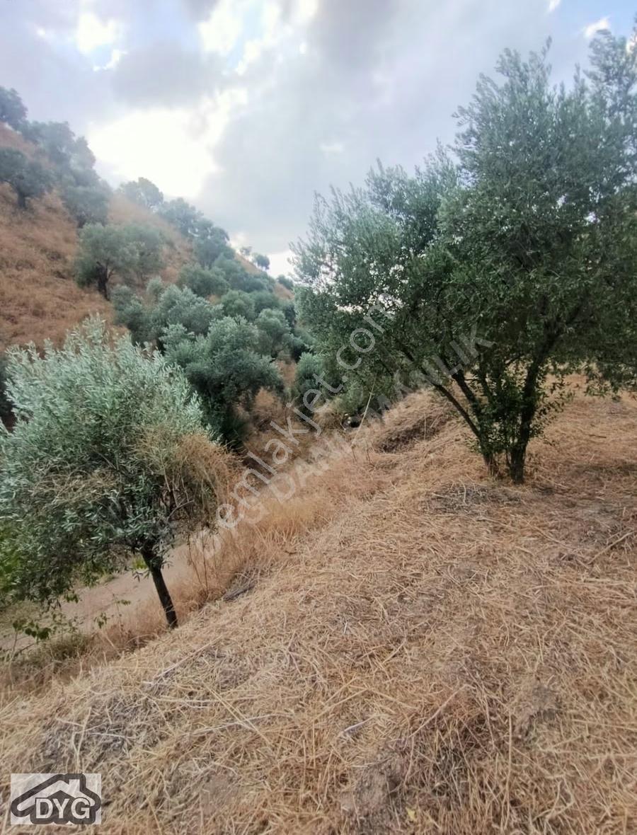 Acil Fiyat Düştü Bu Haftaya Özel Satılık Zeytin Bahçesi - Görsel 25