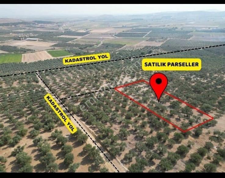 Foça Gerenköy'de Satılık 197m2 Zeytinlik Doğa İle İç İçe Bahçe - Görsel 15