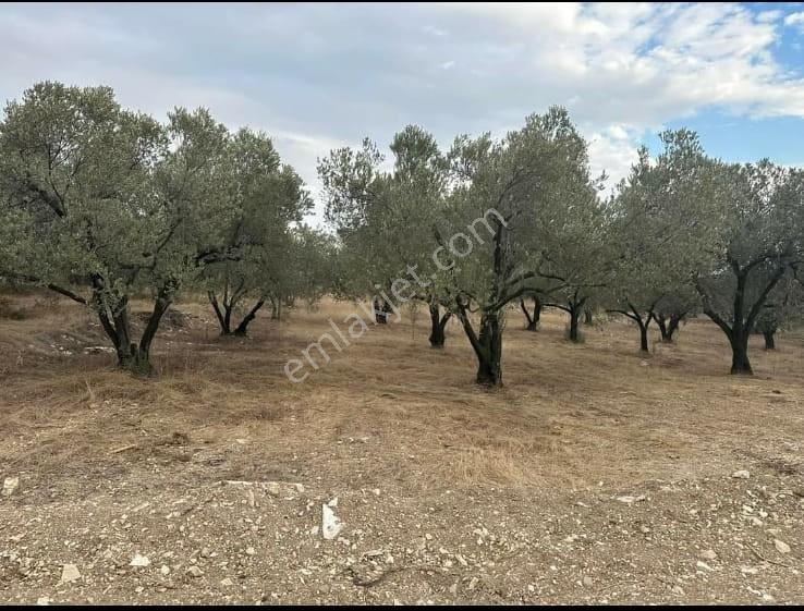 Foça Gerenköy'de Satılık 197m2 Zeytinlik Doğa İle İç İçe Bahçe - Görsel 9
