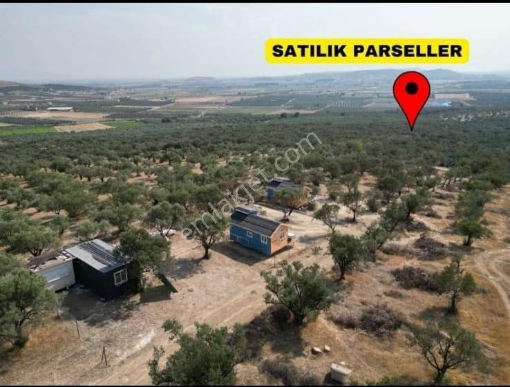 Foça Gerenköy'de Satılık 197m2 Zeytinlik Doğa İle İç İçe Bahçe - Görsel 10