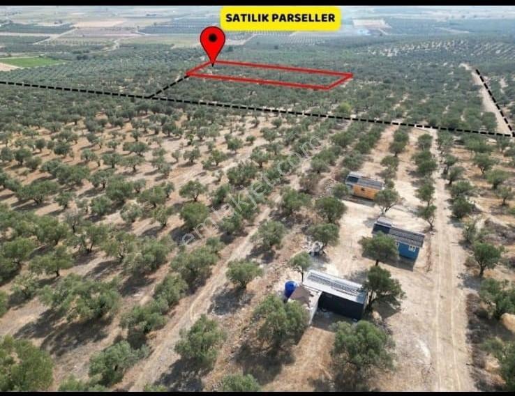 Foça Gerenköy'de Satılık 197m2 Zeytinlik Doğa İle İç İçe Bahçe - Görsel 7