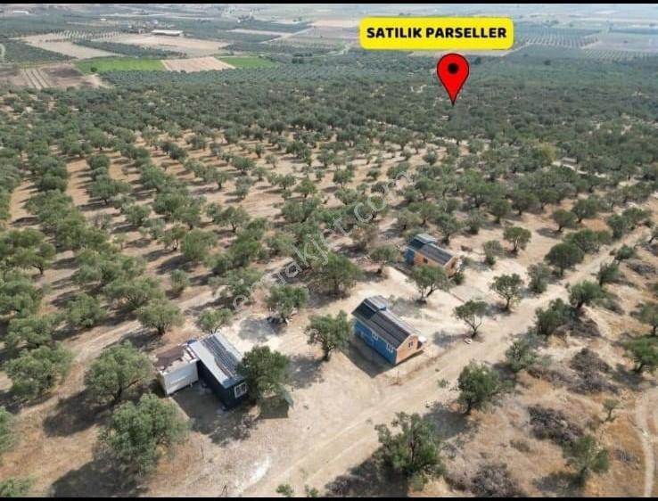 Foça Gerenköy'de Satılık 197m2 Zeytinlik Doğa İle İç İçe Bahçe - Görsel 4