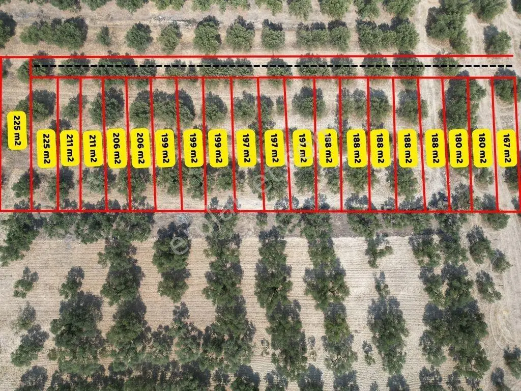 Foça Gerenköy'de Satılık 197m2 Zeytinlik Doğa İle İç İçe Bahçe - Görsel 19