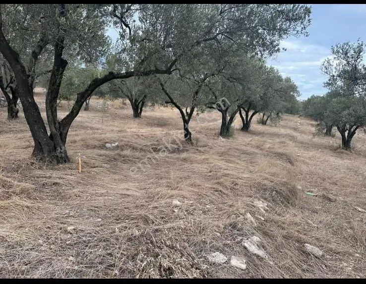 Foça Gerenköy'de Satılık 197m2 Zeytinlik Doğa İle İç İçe Bahçe