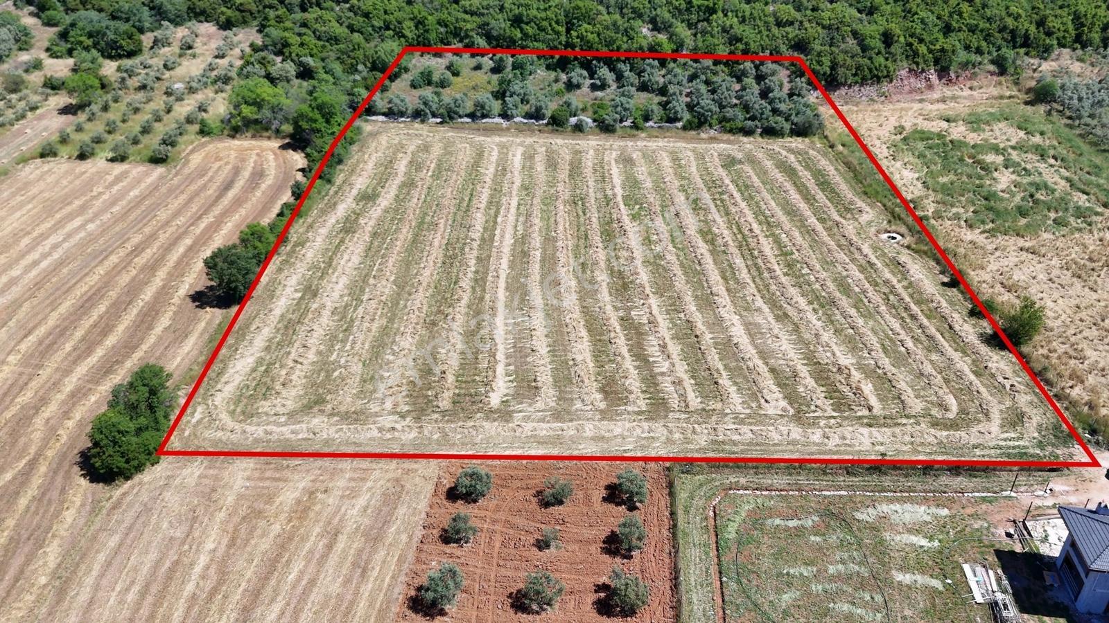 Muğla Menteşe Yenice'de 13.446 M² Malikane/çiftlik Arazisi! - Görsel 2