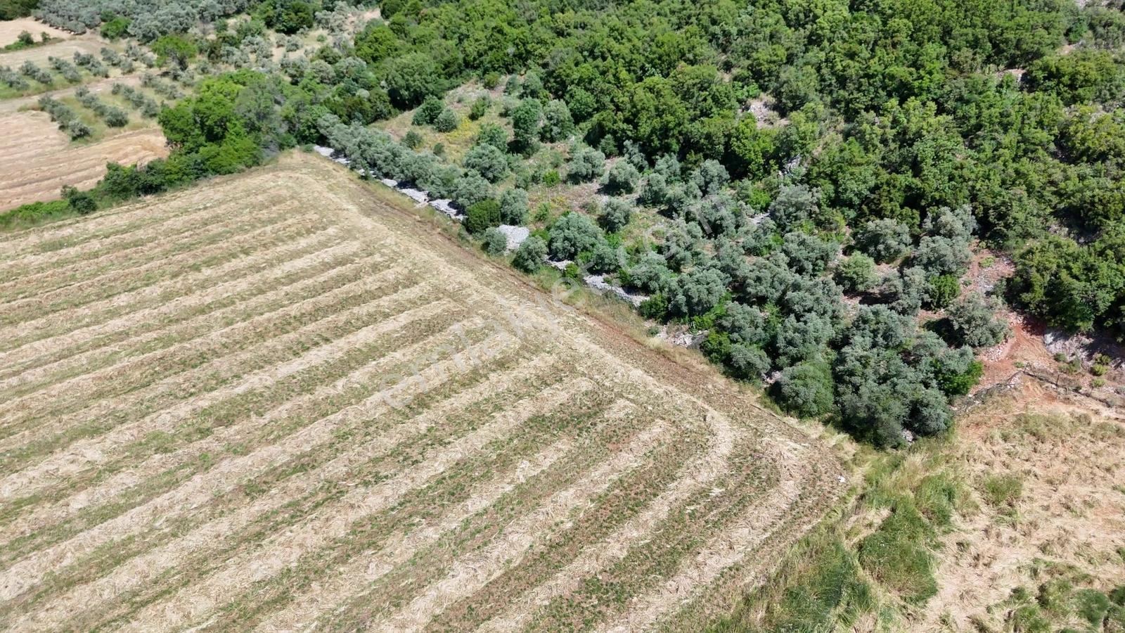 Muğla Menteşe Yenice'de 13.446 M² Malikane/çiftlik Arazisi! - Görsel 6