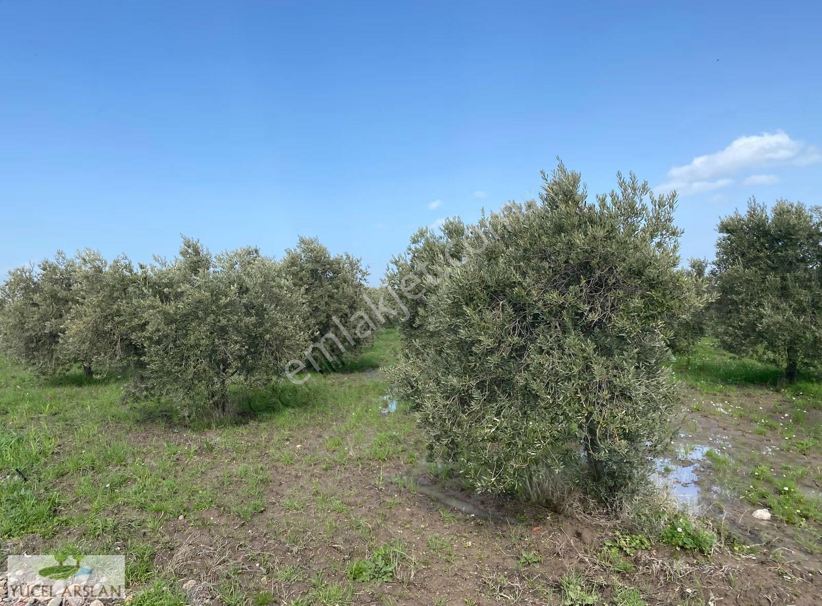 Akhisar Kapaklı Da Verimli Satılık 5200m2 Zeytinlik - Görsel 22