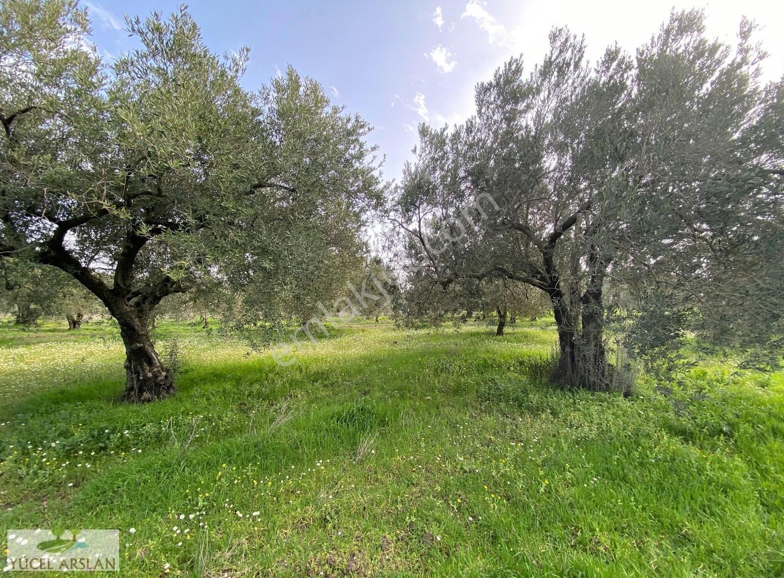 Akhisar Kapaklı Da Verimli Satılık 5200m2 Zeytinlik - Görsel 9