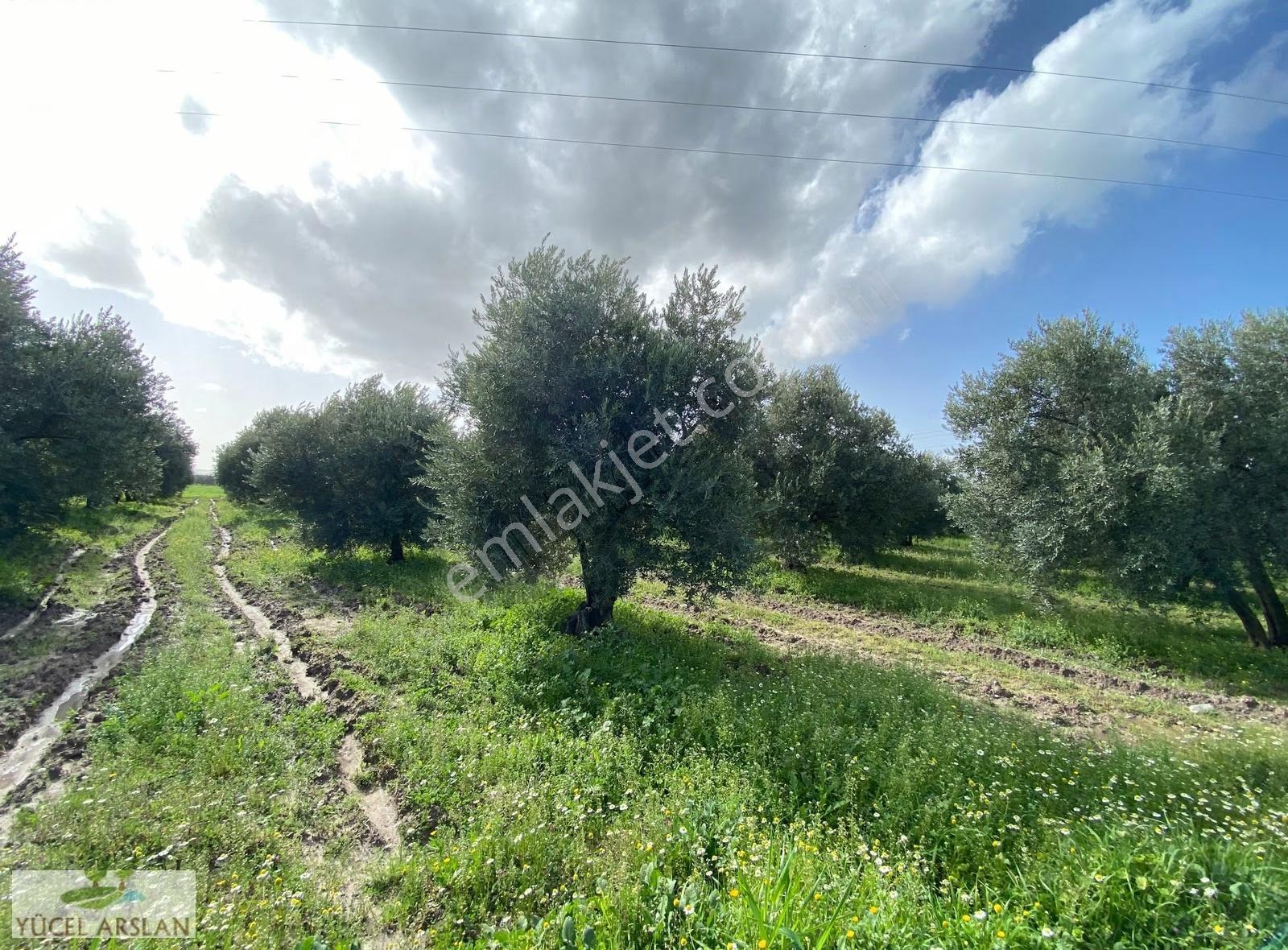 Akhisar Kapaklı Da Verimli Satılık 5200m2 Zeytinlik - Görsel 8