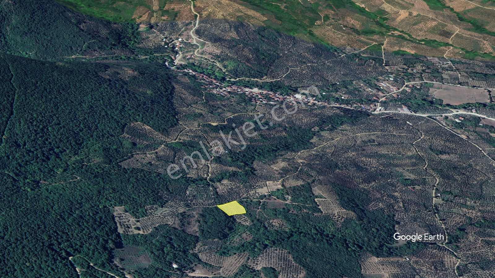 Sb Gayrimenkul'den Bursa Orhangazi Karsak'da Satılık Zeytinlik - Görsel 5