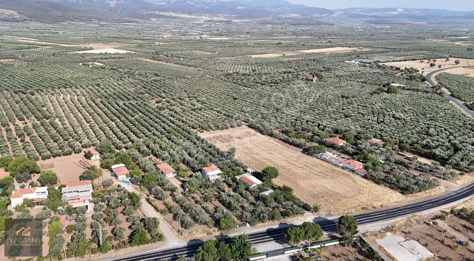 Akhisar Eski Havaalanı Yakını 5.500m² Tek Tapu Satılık Zeytinlik - Görsel 21
