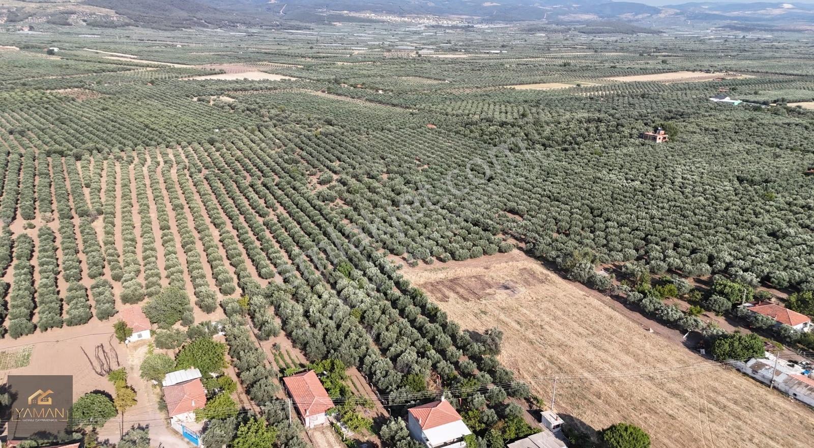 Akhisar Eski Havaalanı Yakını 5.500m² Tek Tapu Satılık Zeytinlik - Görsel 23