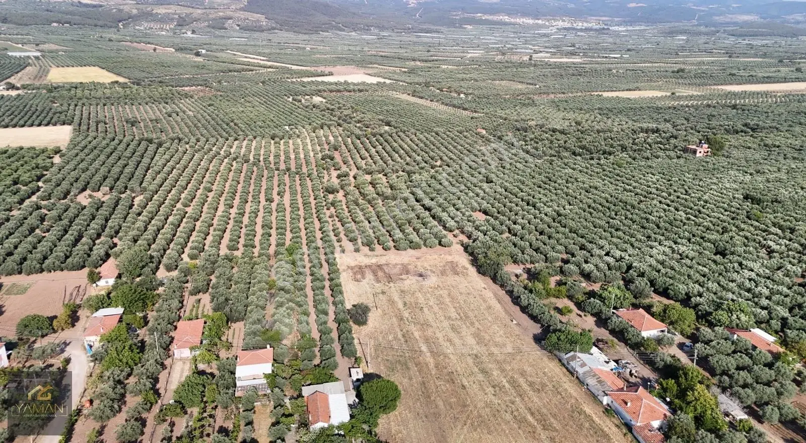 Akhisar Eski Havaalanı Yakını 5.500m² Tek Tapu Satılık Zeytinlik - Görsel 3