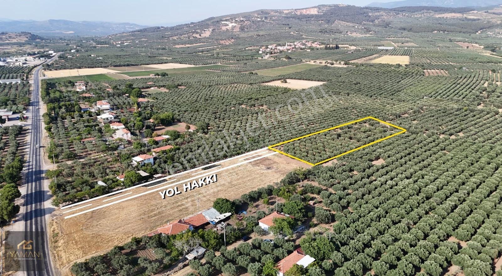 Akhisar Eski Havaalanı Yakını 5.500m² Tek Tapu Satılık Zeytinlik - Görsel 11