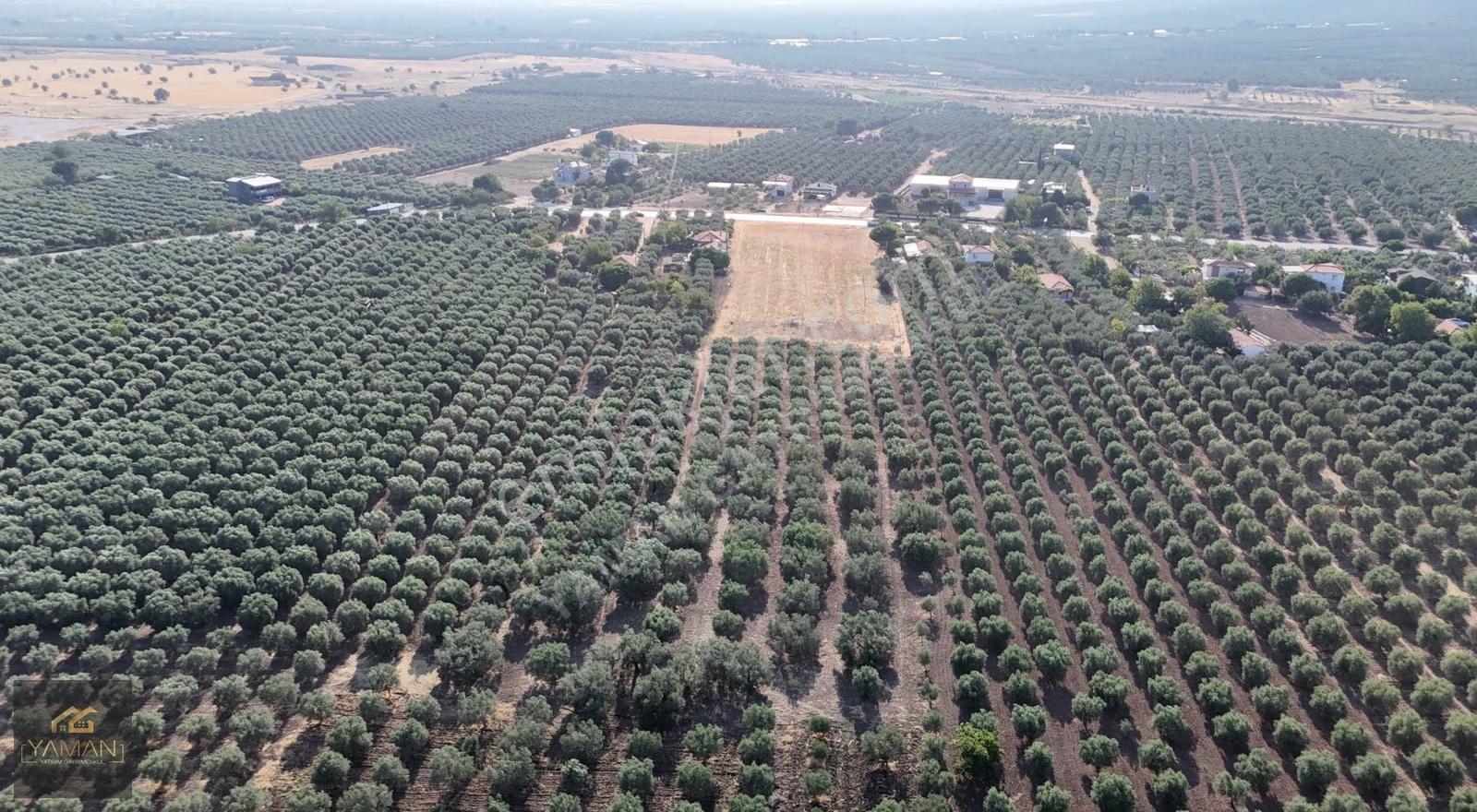 Akhisar Eski Havaalanı Yakını 5.500m² Tek Tapu Satılık Zeytinlik - Görsel 17
