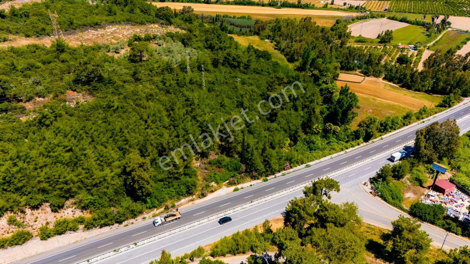 Cb Marina'dan Akçapınar'da Gökova-marmaris Yolu Üzeri Zeytinlik - Görsel 3