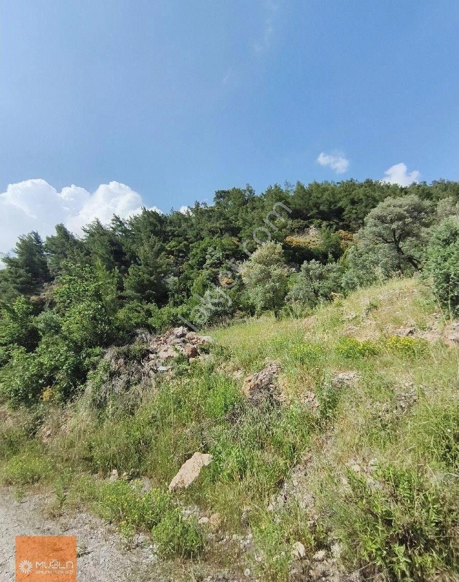Muğla Zeytinköy’de Deniz Manzaralı 6.878 M² Satılık Zeytinlik - Görsel 3