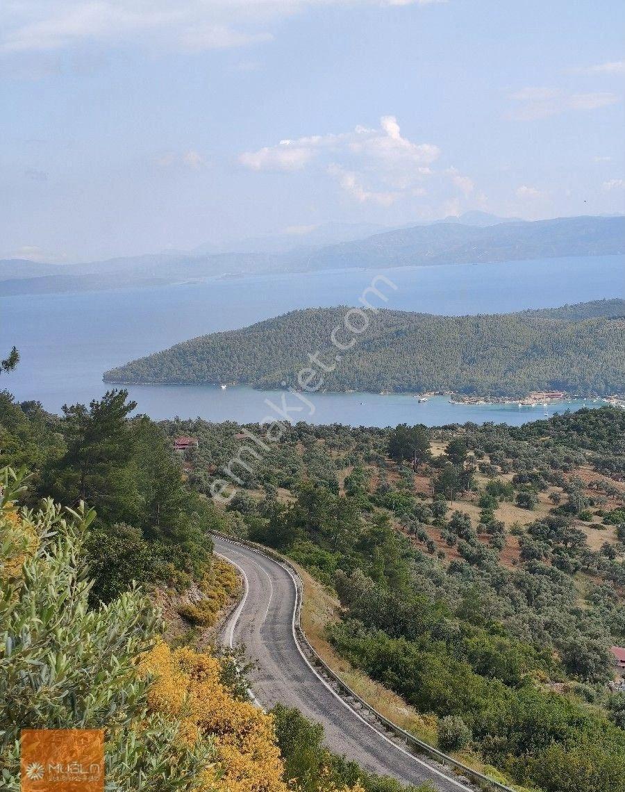Muğla Zeytinköy’de Deniz Manzaralı 6.878 M² Satılık Zeytinlik