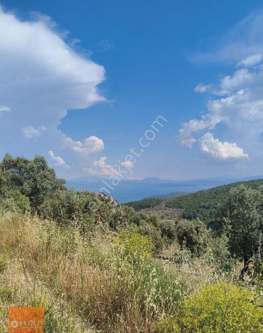 Muğla Zeytinköy’de Deniz Manzaralı 6.878 M² Satılık Zeytinlik - Görsel 7