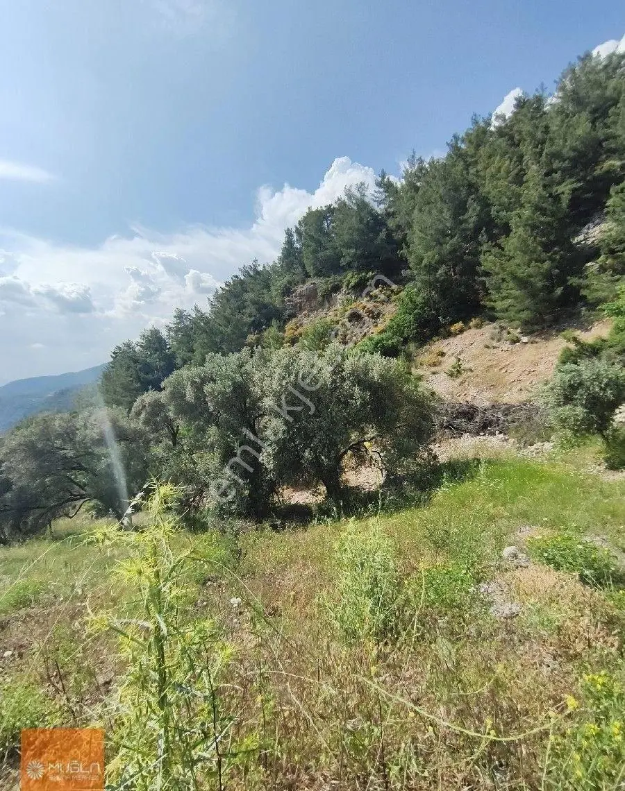 Muğla Zeytinköy’de Deniz Manzaralı 6.878 M² Satılık Zeytinlik - Görsel 8
