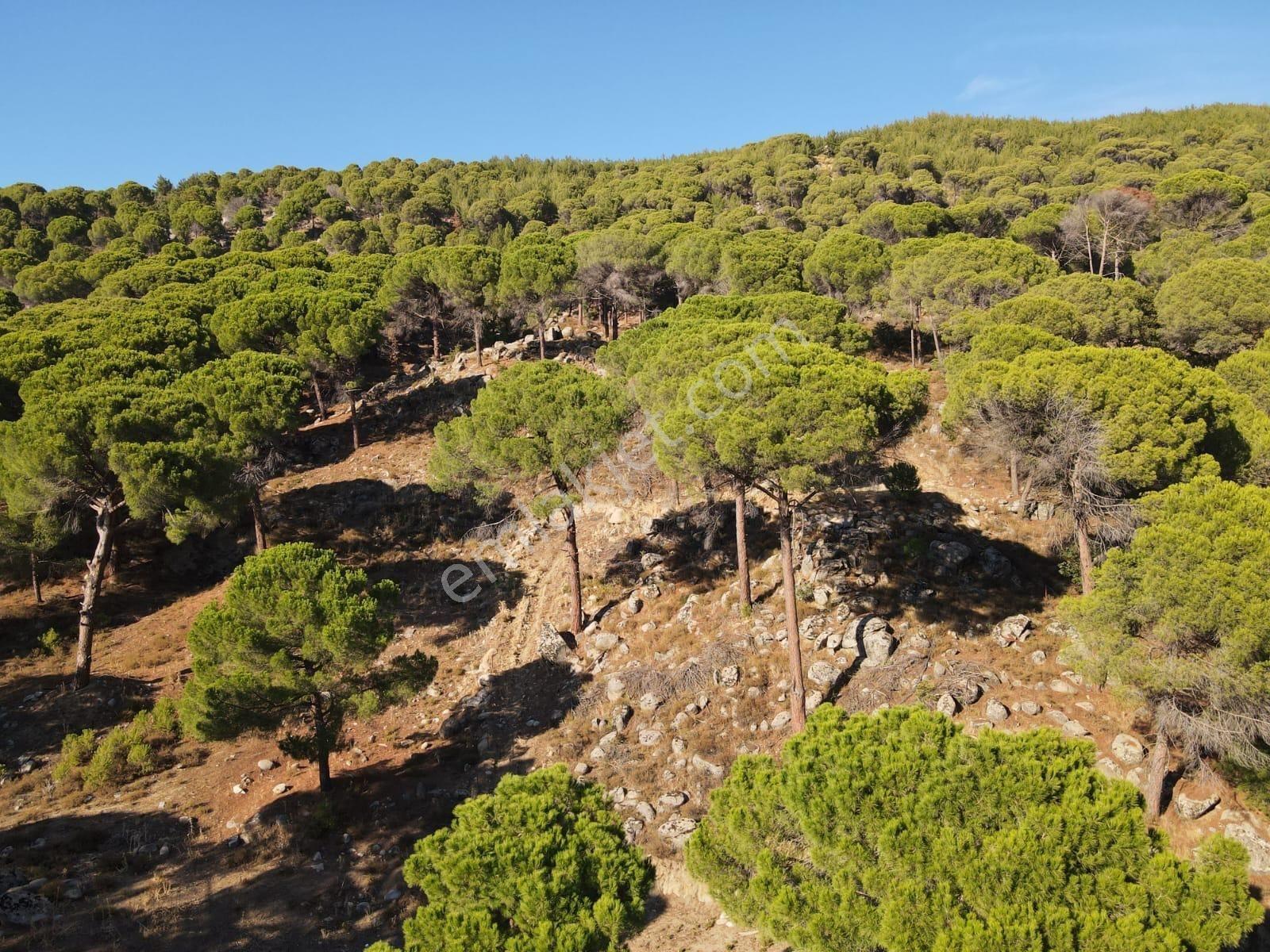 Burhaniye Hacıbozlar Köyü 8466 M² Fıstık Çamlığı Satılık Çamlık - Görsel 4