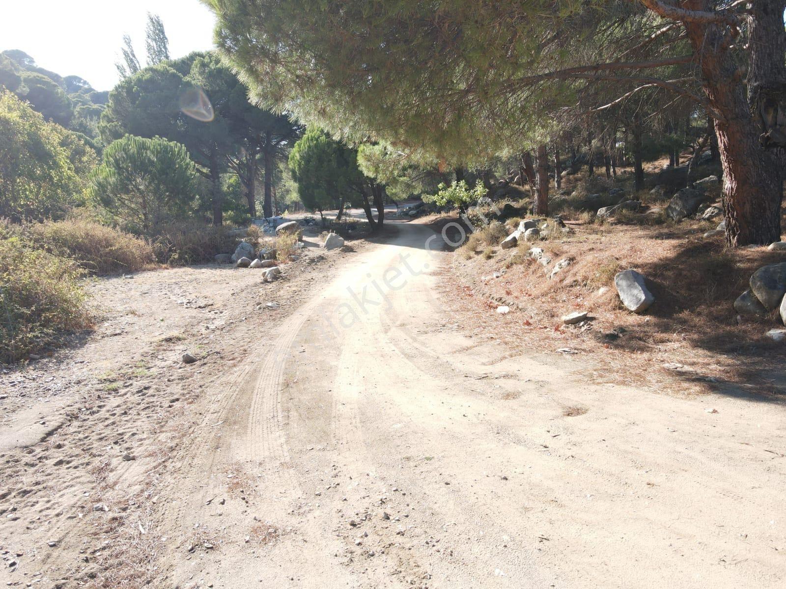 Burhaniye Hacıbozlar Köyü 8466 M² Fıstık Çamlığı Satılık Çamlık - Görsel 13