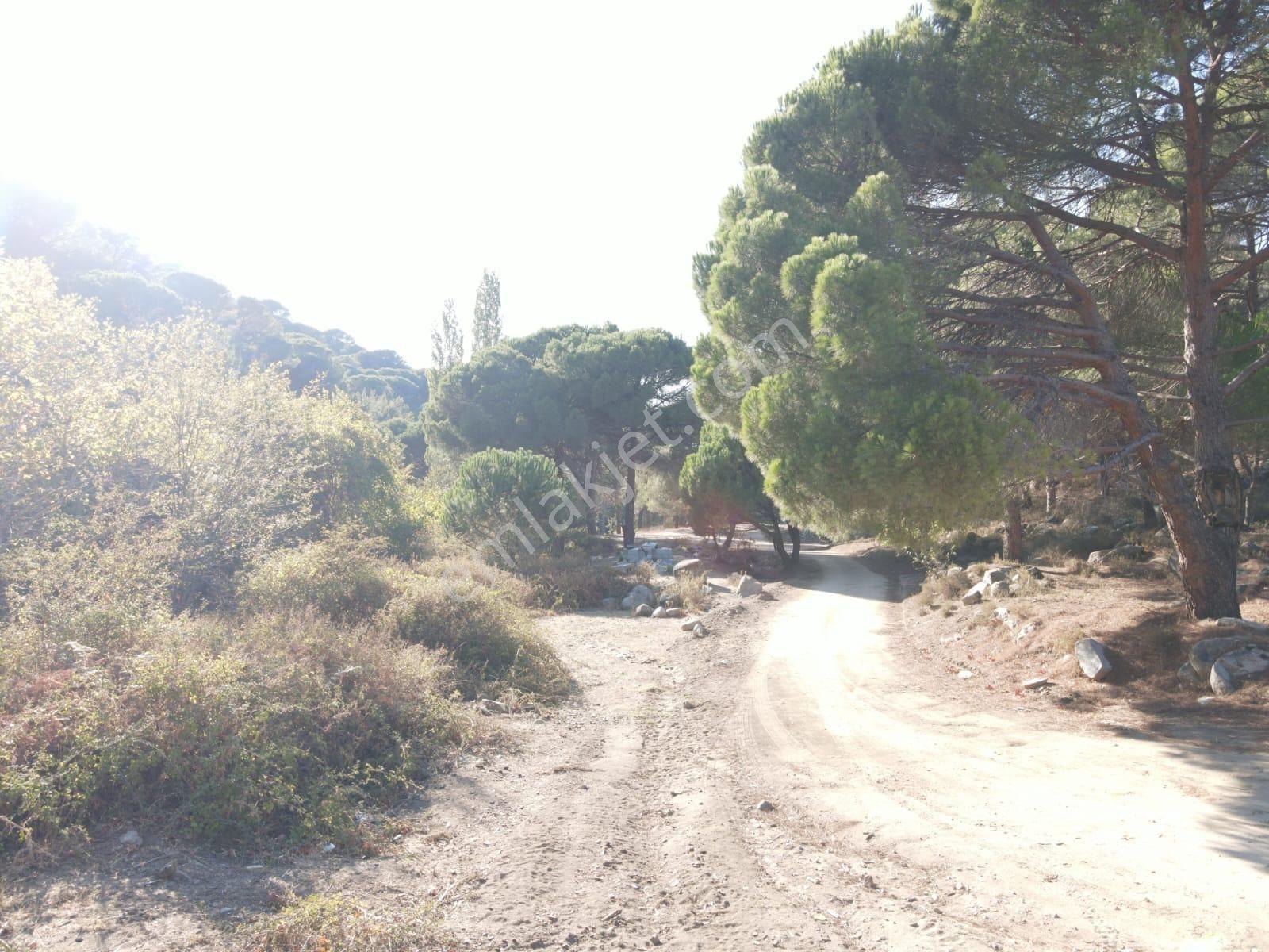 Burhaniye Hacıbozlar Köyü 8466 M² Fıstık Çamlığı Satılık Çamlık - Görsel 6