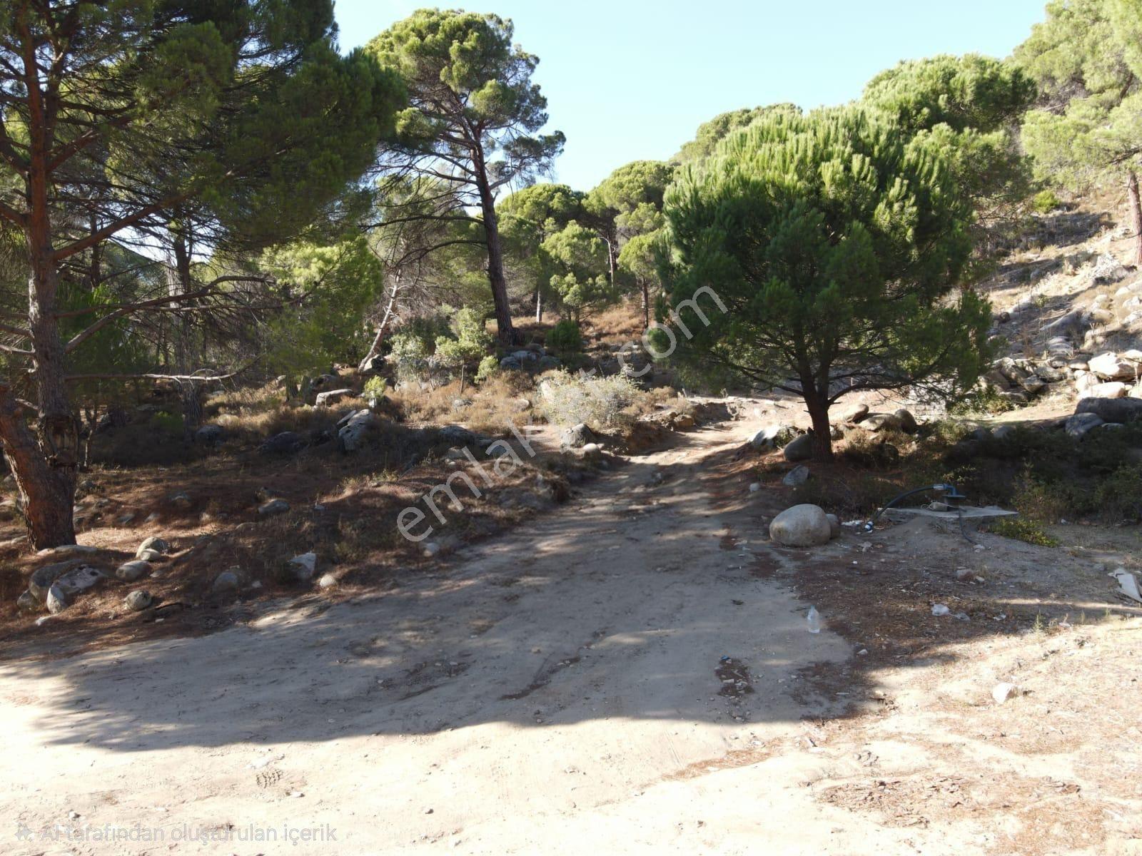 Burhaniye Hacıbozlar Köyü 8466 M² Fıstık Çamlığı Satılık Çamlık - Görsel 3