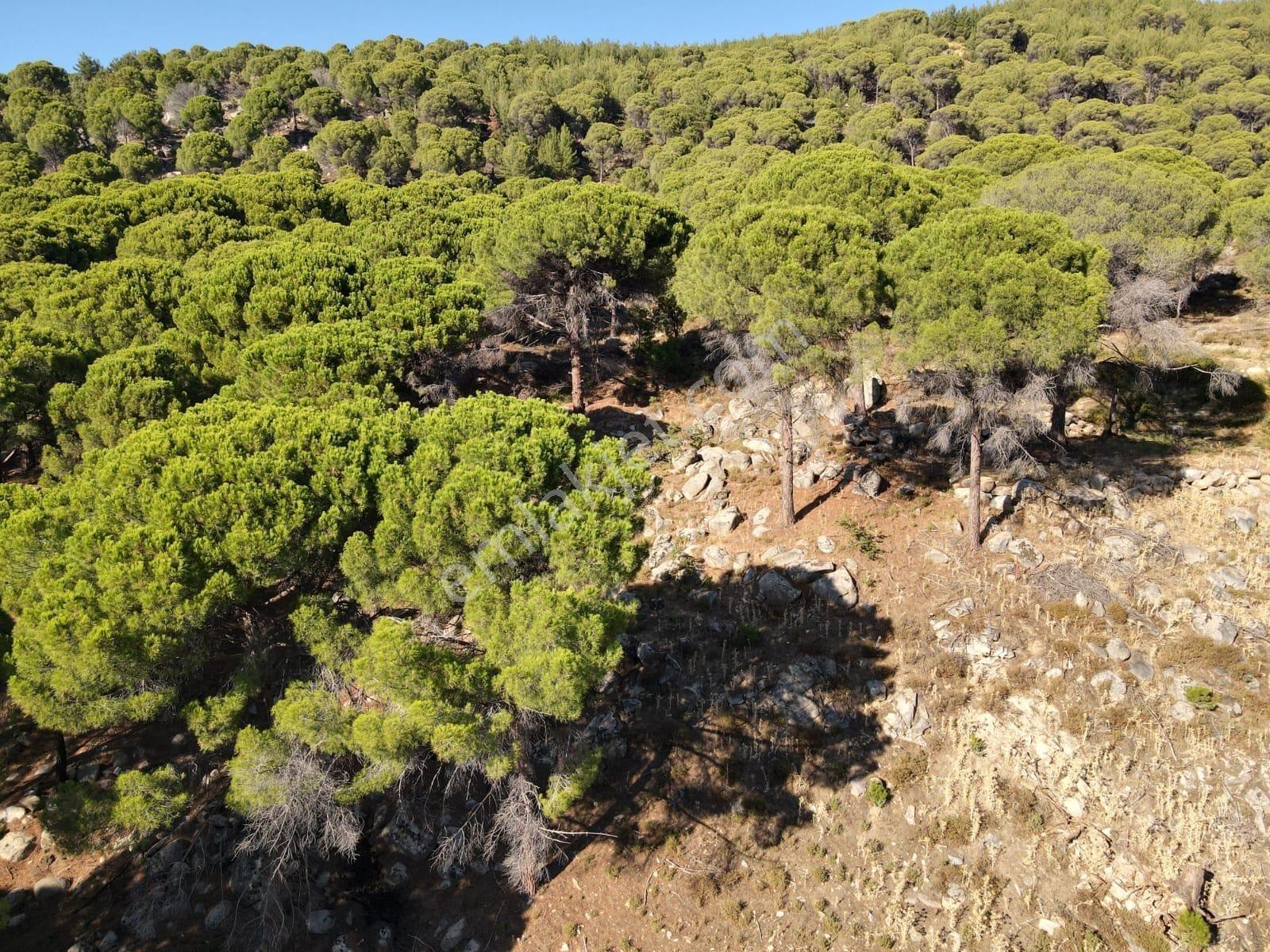 Burhaniye Hacıbozlar Köyü 8466 M² Fıstık Çamlığı Satılık Çamlık - Görsel 10