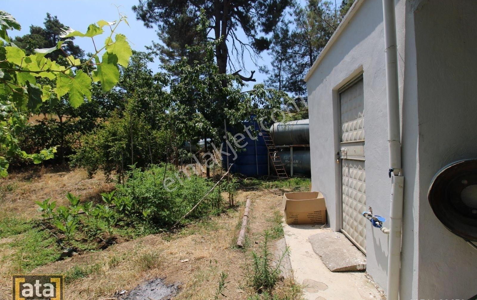 Bekiralanında 1152 M2 İçinde 2 Adet Ev Ve Kivi Bahçesi - Görsel 6