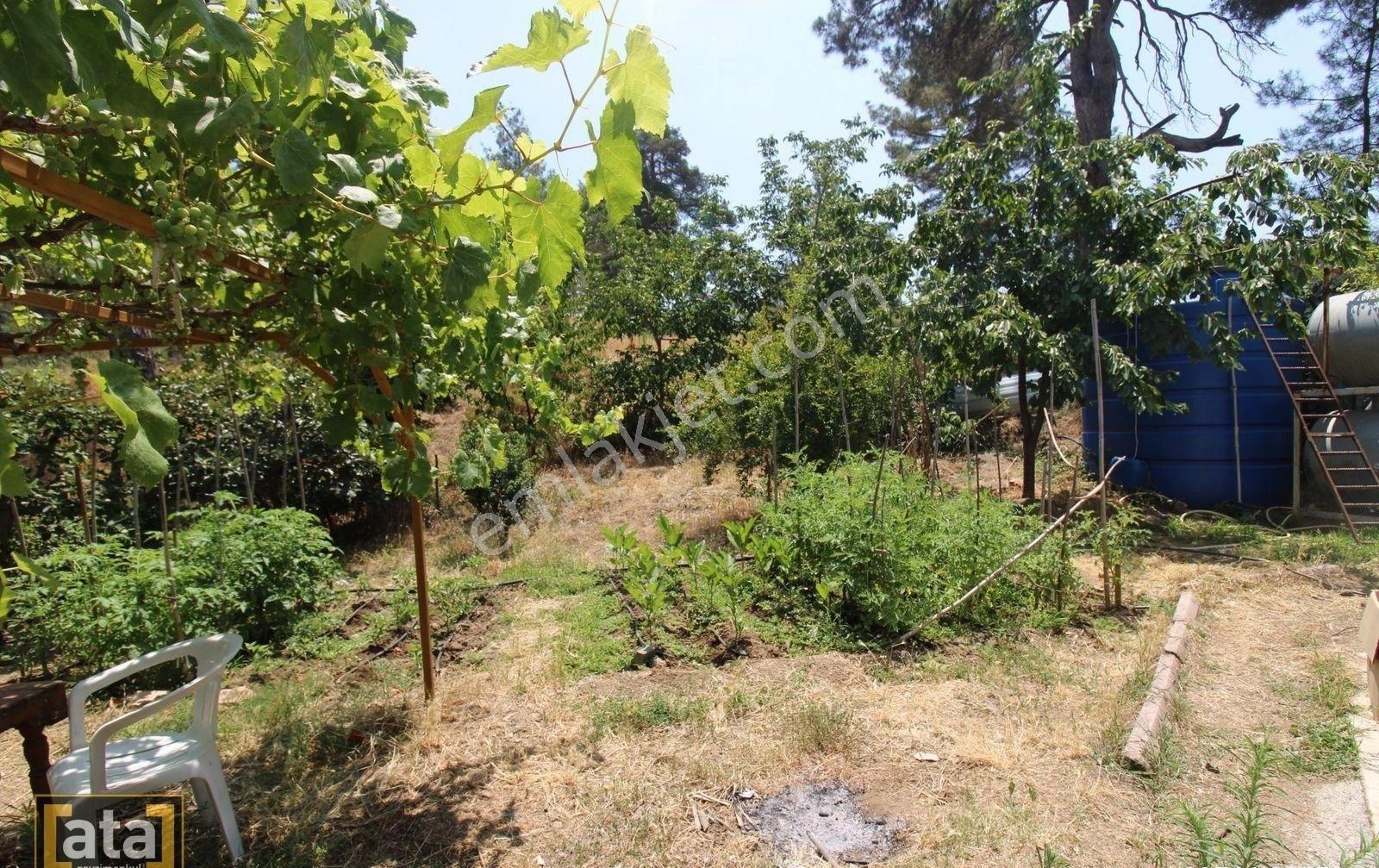 Bekiralanında 1152 M2 İçinde 2 Adet Ev Ve Kivi Bahçesi - Görsel 24