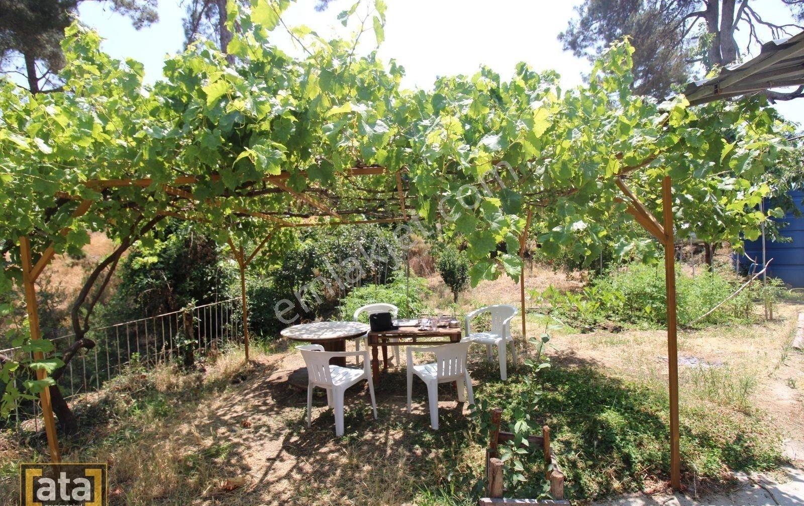 Bekiralanında 1152 M2 İçinde 2 Adet Ev Ve Kivi Bahçesi - Görsel 7