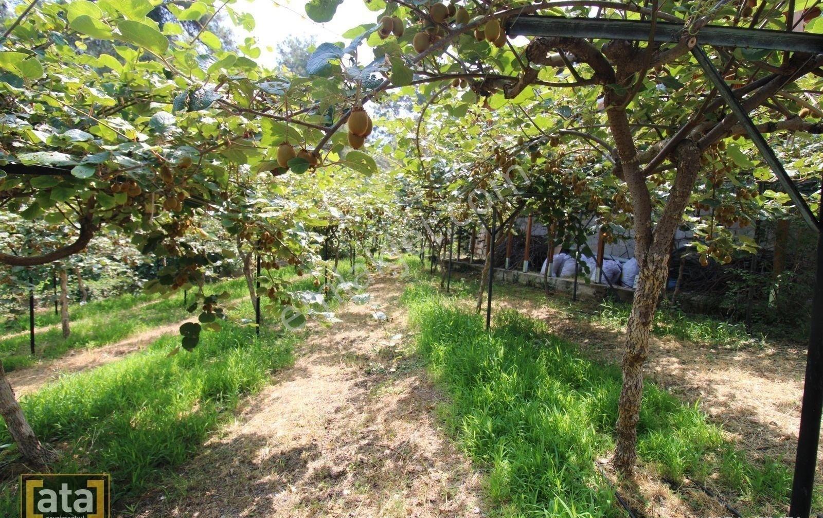 Bekiralanında 1152 M2 İçinde 2 Adet Ev Ve Kivi Bahçesi