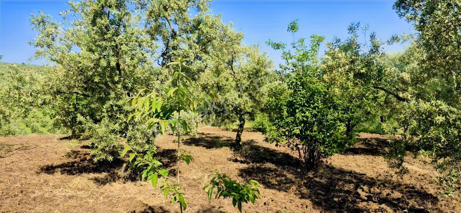 İznik Aydınlarda Tamamı Göl Manzaralı 4.823 M² Yatırımlık Tarla - Görsel 8