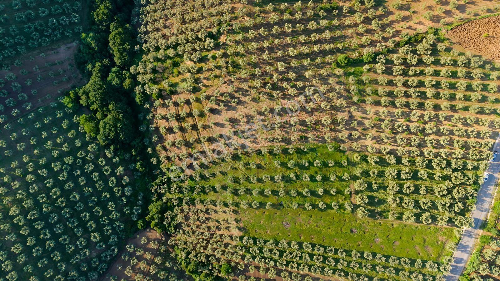 İznik Aydınlarda Tamamı Göl Manzaralı 4.823 M² Yatırımlık Tarla - Görsel 3