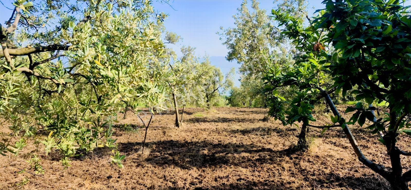 İznik Aydınlarda Tamamı Göl Manzaralı 4.823 M² Yatırımlık Tarla - Görsel 7