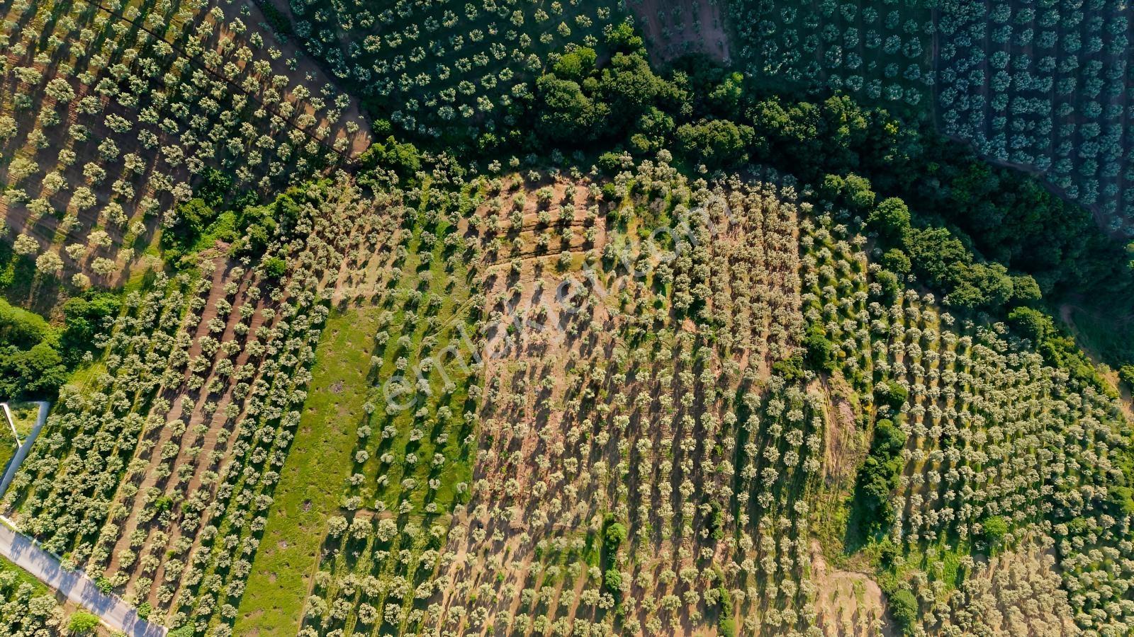 İznik Aydınlarda Tamamı Göl Manzaralı 4.823 M² Yatırımlık Tarla - Görsel 11