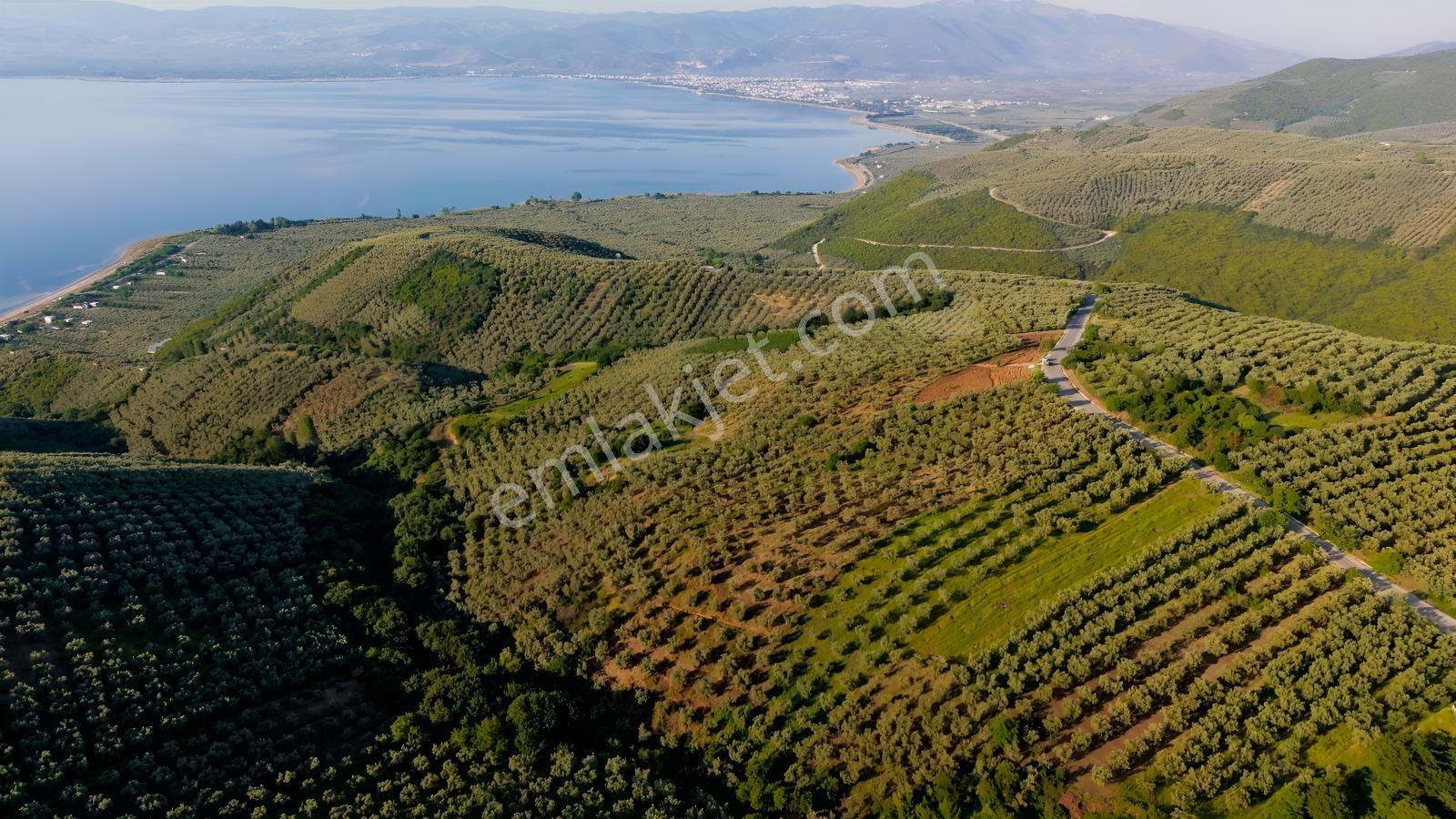 İznik Aydınlarda Tamamı Göl Manzaralı 4.823 M² Yatırımlık Tarla