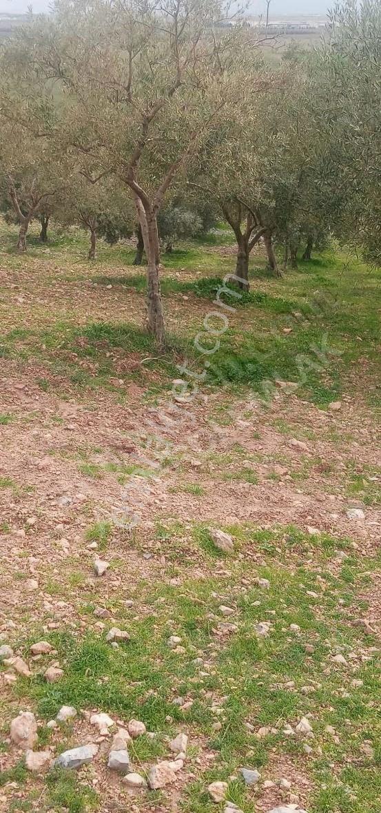 Asfalt Cephe 2.556 M² Zeytinli Tarla - Görsel 5