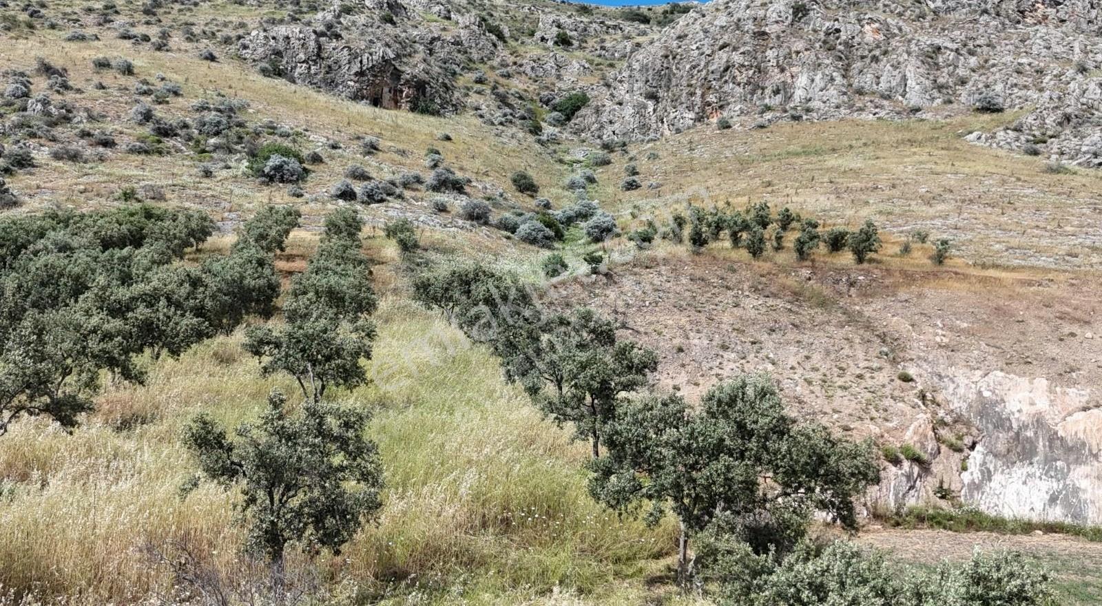 Asfalt Cephe 2.556 M² Zeytinli Tarla - Görsel 8