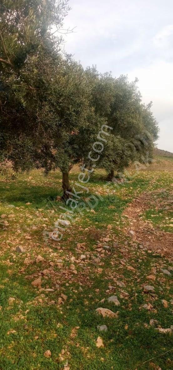 Asfalt Cephe 2.556 M² Zeytinli Tarla - Görsel 11