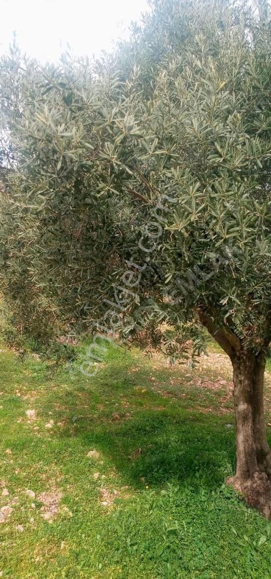 Asfalt Cephe 2.556 M² Zeytinli Tarla - Görsel 6